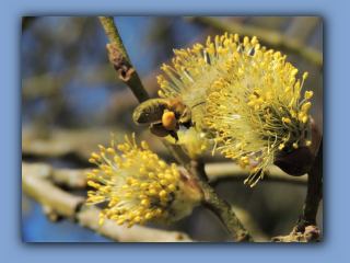 Bee collecting pollen from Willow in Hetton Park 4th April 2020 2.jpg